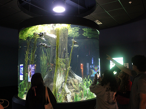 students keenly observe an aquarium with various types of fish